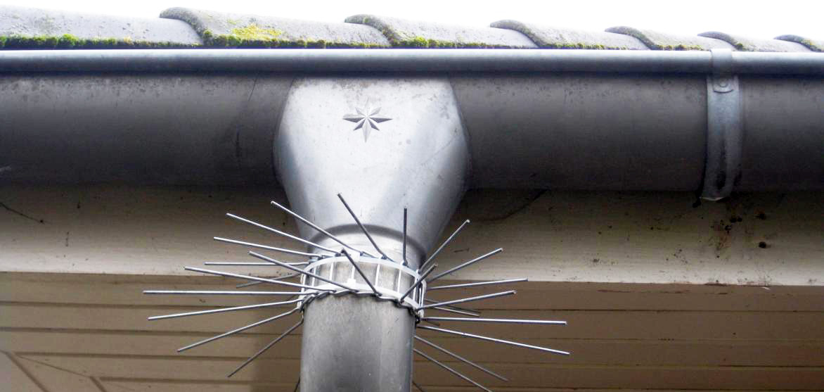 Marderabwehr an dem Regenwasser-Fallrohr eines Einfamilienhauses in Springe